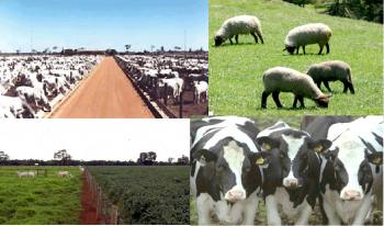 Semana da Zootecnia discute assuntos atuais